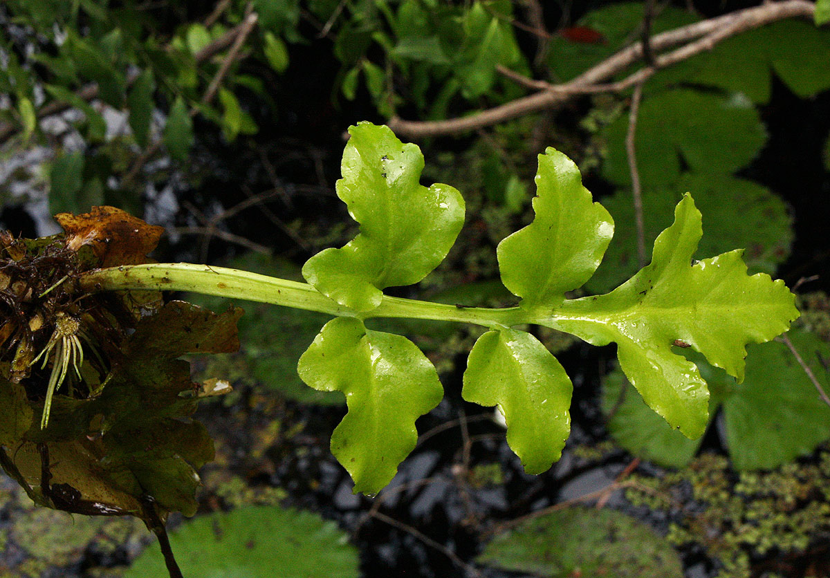 Ceratopteris thalictroides