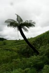 Cyathea dregei