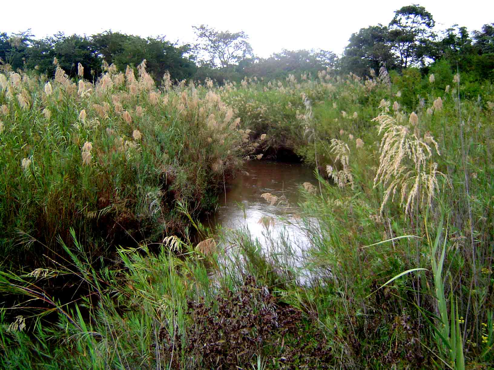 Phragmites mauritianus Phragmites mauritianus
