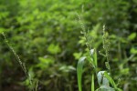 Echinochloa colonum