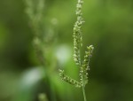 Echinochloa colonum