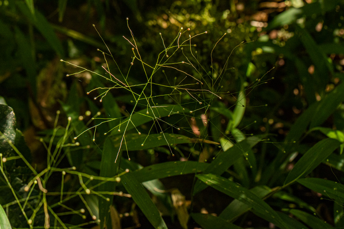 Isachne mauritiana Isachne mauritiana