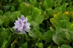 Eichhornia crassipes