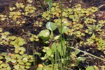 Eichhornia crassipes