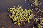 Eichhornia crassipes