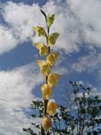 Gladiolus dalenii subsp. dalenii