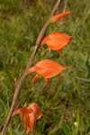 Gladiolus dalenii subsp. dalenii