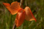 Gladiolus dalenii subsp. dalenii