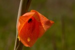 Gladiolus dalenii subsp. dalenii