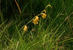 Gladiolus dalenii subsp. dalenii