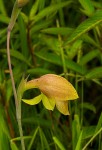 Gladiolus dalenii subsp. dalenii