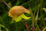 Gladiolus dalenii subsp. dalenii