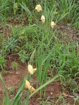 Gladiolus dalenii subsp. dalenii