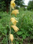 Gladiolus dalenii subsp. dalenii