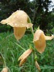 Gladiolus dalenii subsp. dalenii