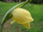 Gladiolus dalenii subsp. dalenii