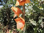 Gladiolus dalenii subsp. dalenii