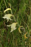 Gladiolus dalenii subsp. dalenii