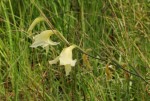 Gladiolus dalenii subsp. dalenii