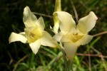 Gladiolus dalenii subsp. dalenii