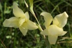 Gladiolus dalenii subsp. dalenii