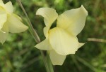 Gladiolus dalenii subsp. dalenii