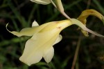 Gladiolus dalenii subsp. dalenii