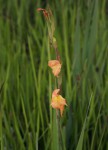 Gladiolus dalenii subsp. dalenii