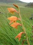 Gladiolus dalenii subsp. dalenii