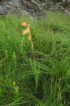 Gladiolus dalenii subsp. dalenii