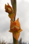 Gladiolus dalenii subsp. dalenii