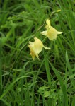 Gladiolus dalenii subsp. dalenii