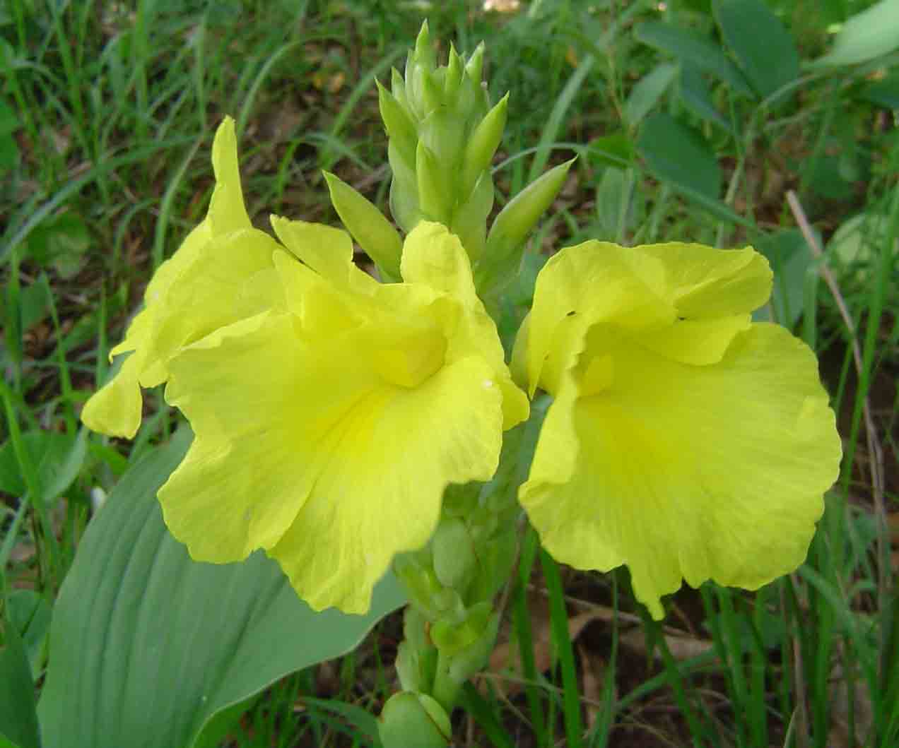 Siphonochilus kirkii - yellow-flowered form