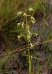 Habenaria schimperiana