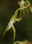 Habenaria schimperiana