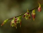 Bulbophyllum intertextum