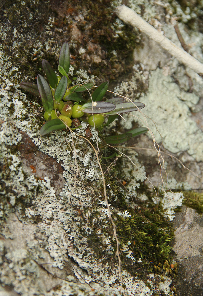 Bulbophyllum intertextum