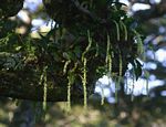 Bulbophyllum josephi