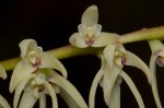 Bulbophyllum josephi