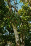 Bulbophyllum josephi