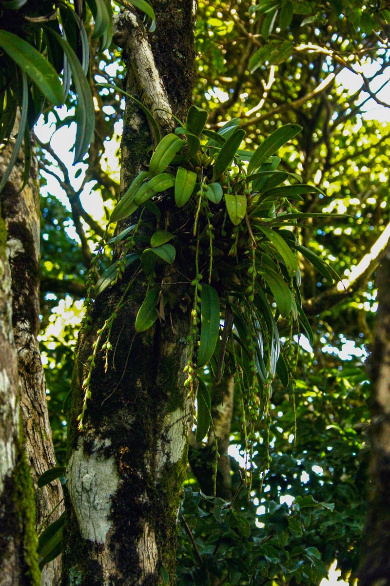 Bulbophyllum josephi