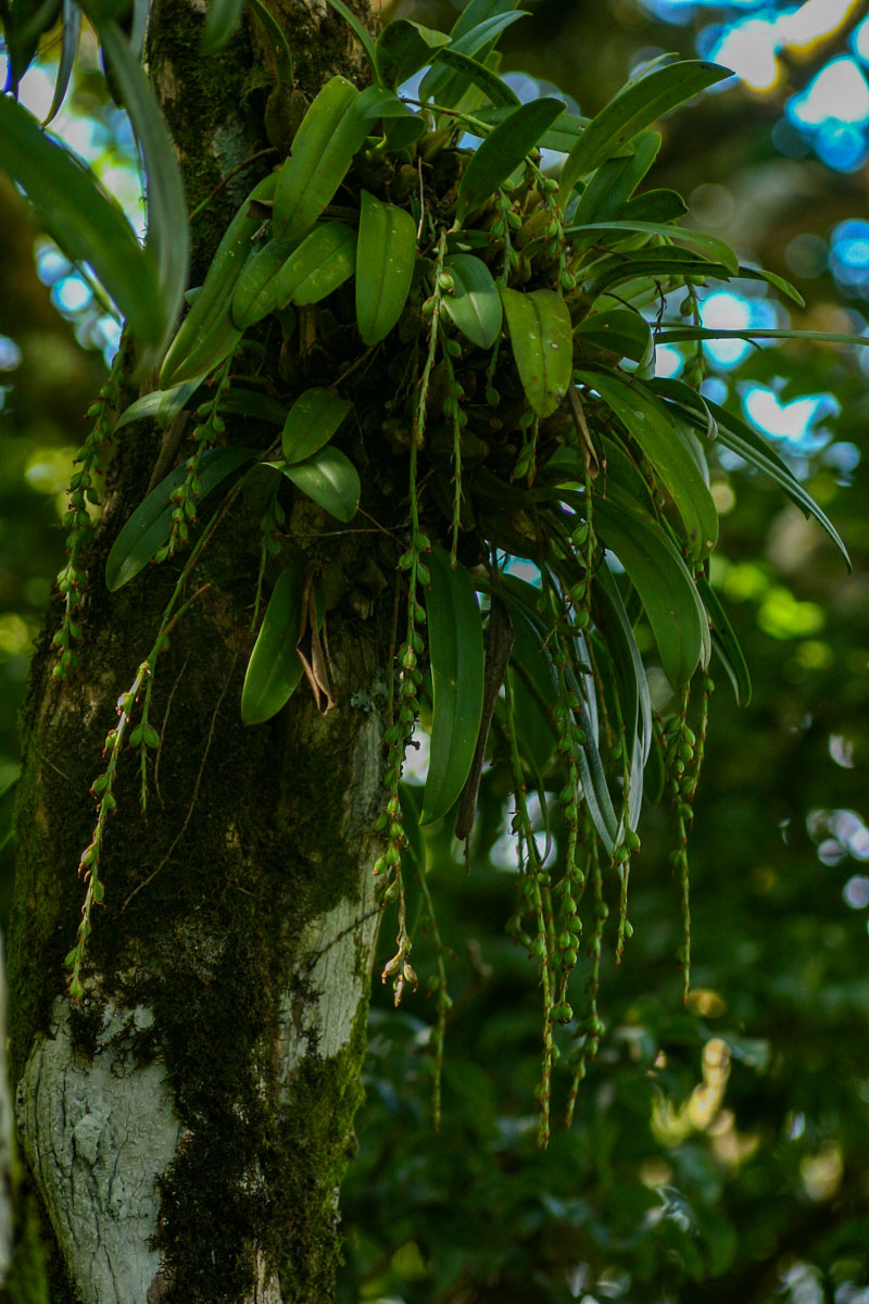 Bulbophyllum josephi