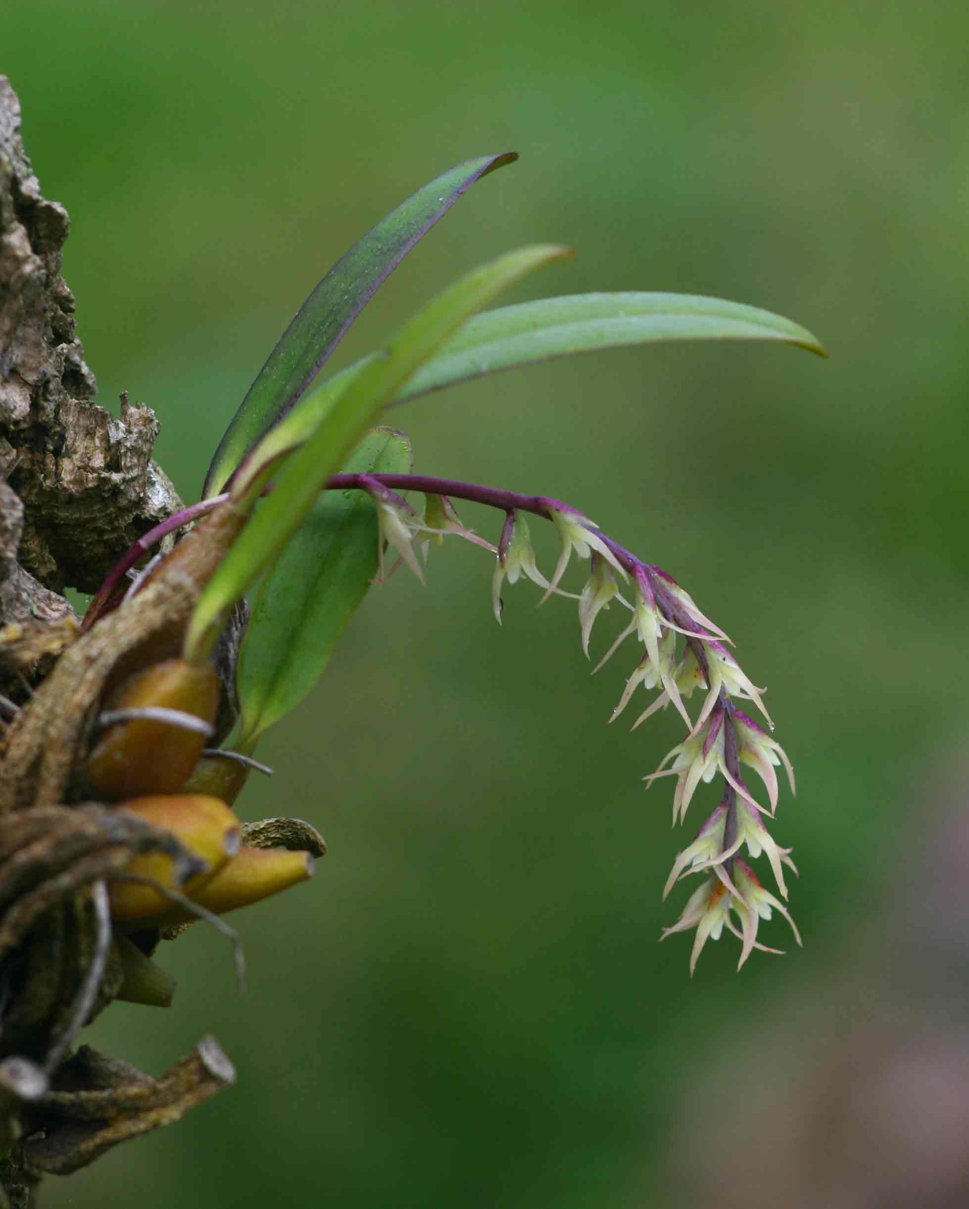 Bulbophyllum josephi