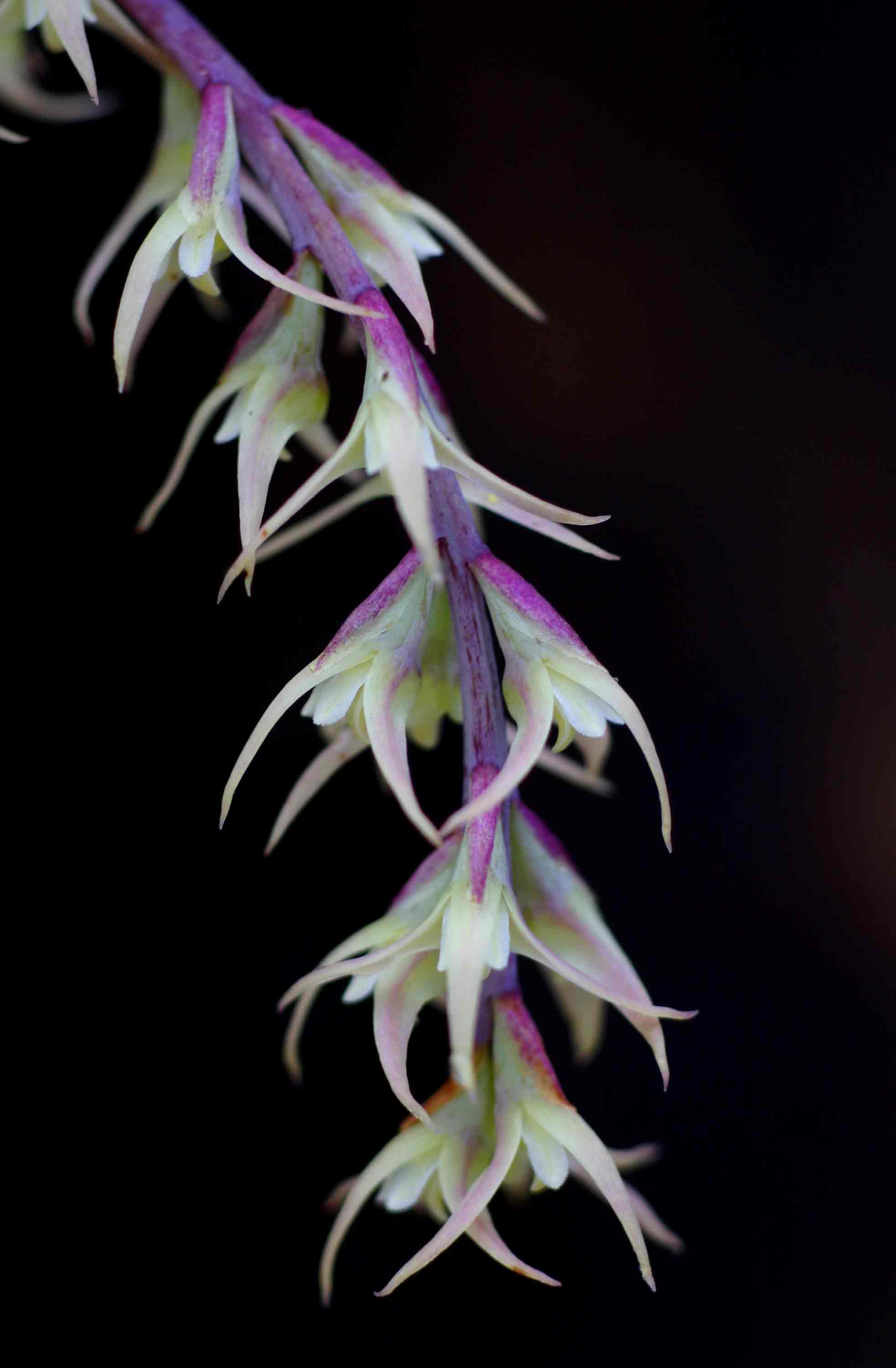 Bulbophyllum josephi