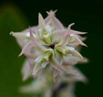 Bulbophyllum josephi