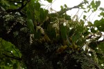 Bulbophyllum josephi