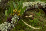 Bulbophyllum josephi