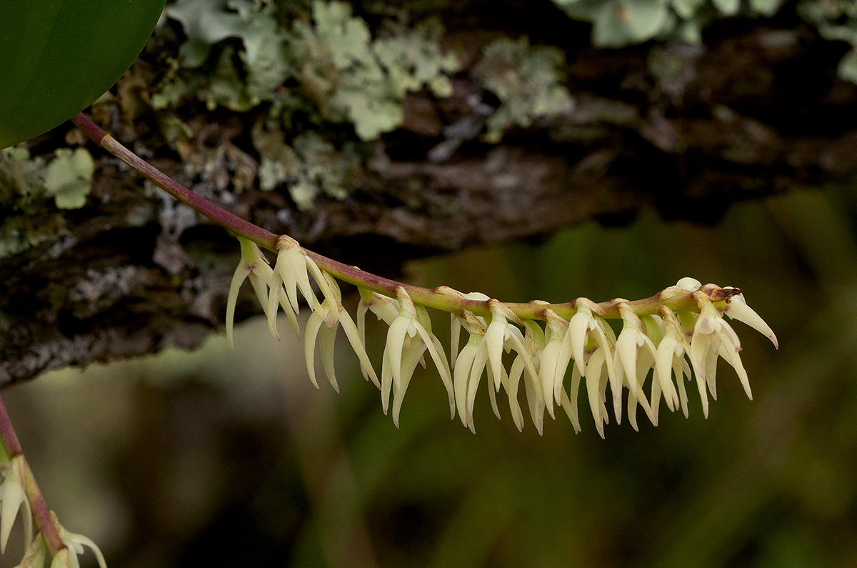 Bulbophyllum josephi