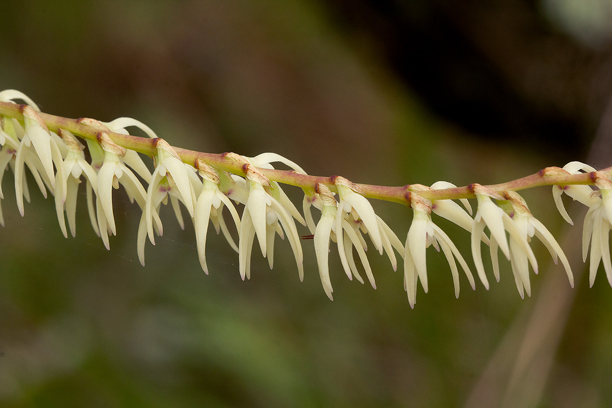 Bulbophyllum josephi