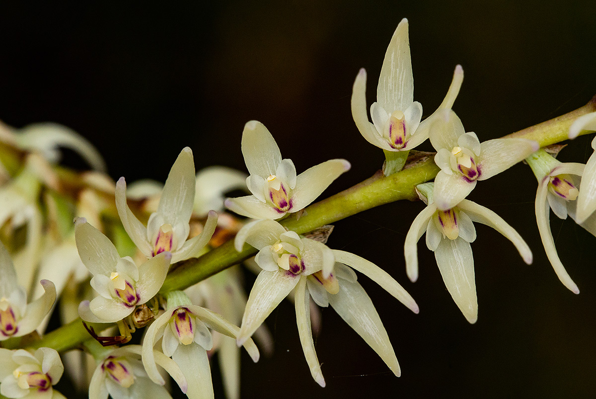 Bulbophyllum josephi